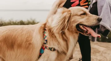 Posiedon K9: 2026 Best Dog Trainer and Best Locally-owned Dog Training Company.