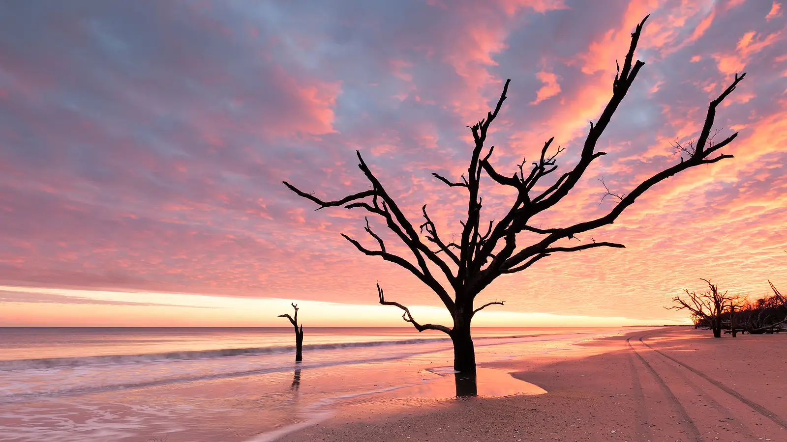 Silhouette of weathered driftwood trees on the famous Boneyard Beach at Botany Bay Plantation at Edisto Island SC during a vibrant pink and orange sunset.