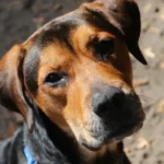 Omar the hound, Rescue of the Month, feature image.
